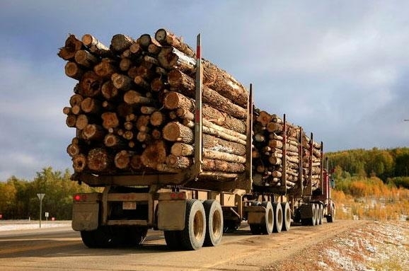 600 тисяч гривень за незаконні рубки заплатить Кутський лісгосп