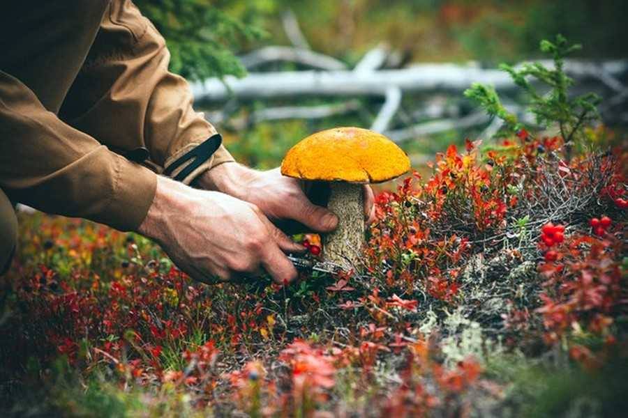 На Франківщині шукають заблукалого грибника