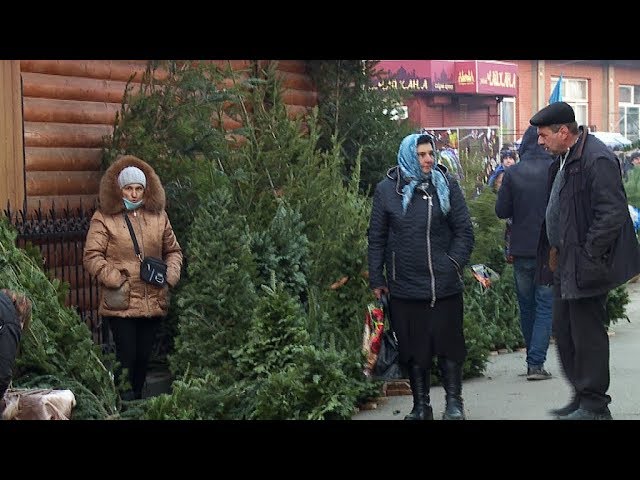 За два дні у Коломиї вилучили 300 ялинок без маркування. ВІДЕО