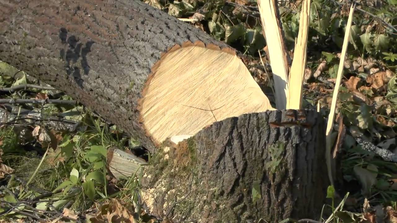 Дерево впало на голову: відомі деталі смерті 39-річного чоловіка на Коломийщині