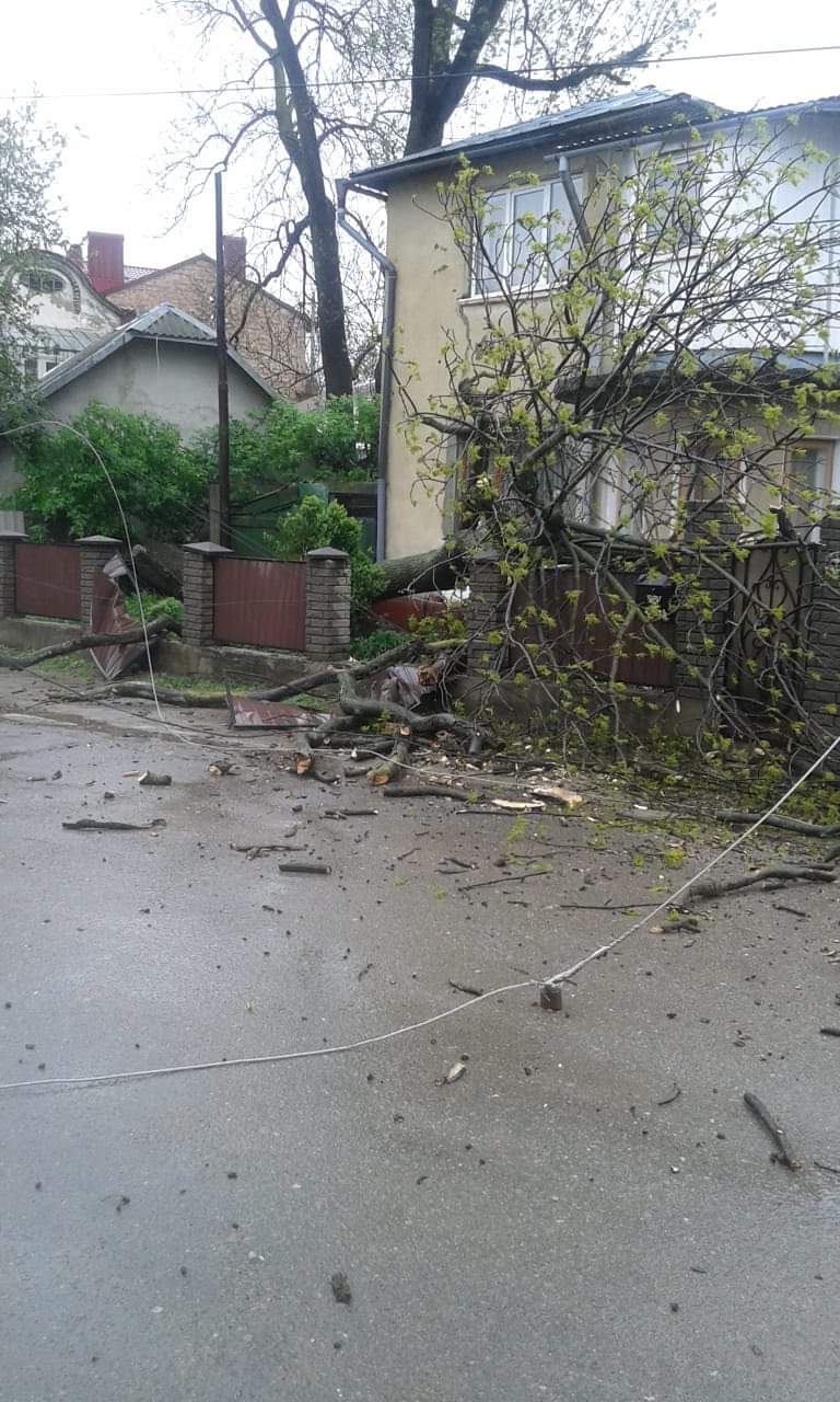 Від сильного вітру впало дерево, пошкодивши при цьому паркан і лінію електромережі